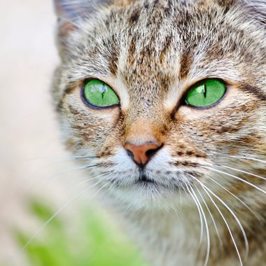  Yeşil gözlü çizgili kedi