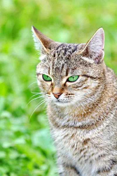 緑色の目で縞模様の猫 — ストック写真