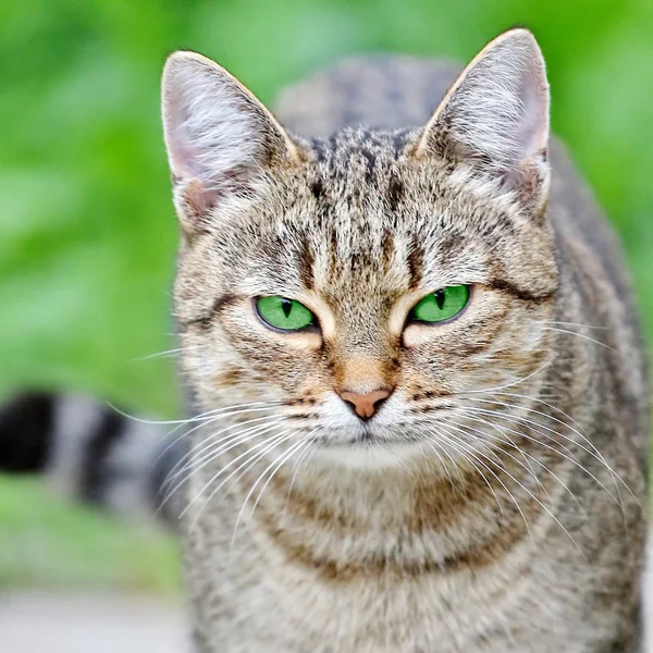 Gestreepte kat met groene ogen — Stockfoto