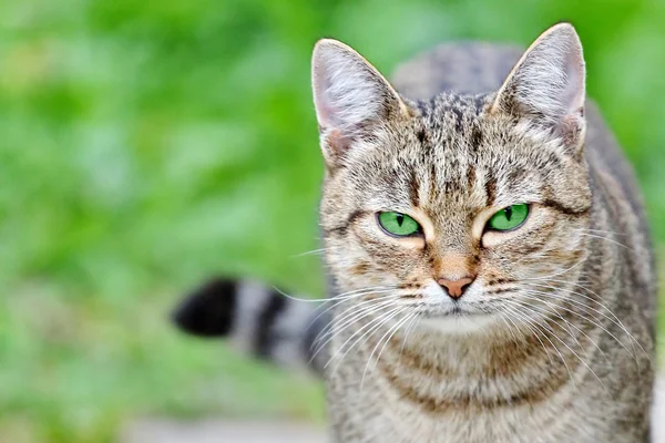 条纹的猫绿色的眼睛 — 图库照片