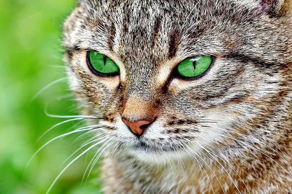条纹的猫绿色的眼睛 — 图库照片