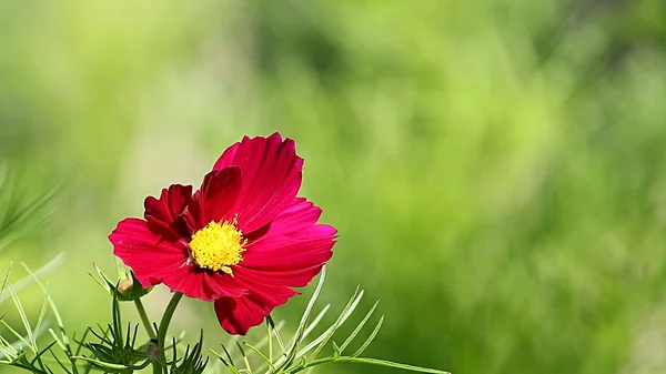 Cosmos yeşil zemin çiçek — Stok fotoğraf