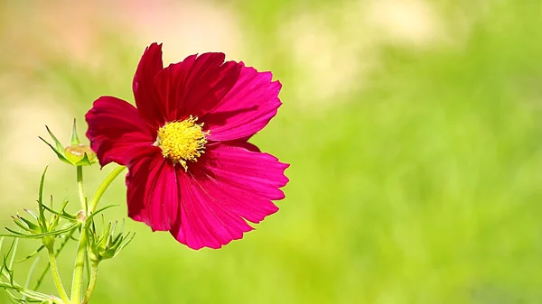 Cosmos yeşil zemin çiçek — Stok fotoğraf