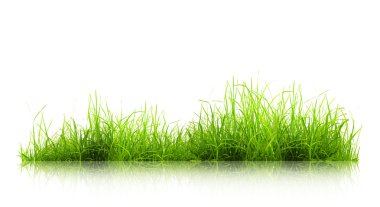 Green grass with reflection isolated on white background