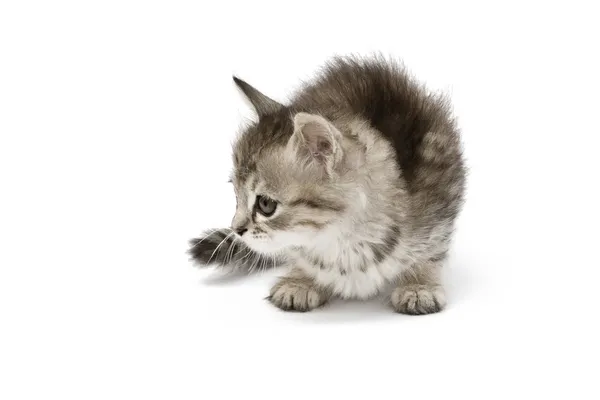 Pequeno gatinho cinza olhando algunsforam isolados no fundo branco — Fotografia de Stock