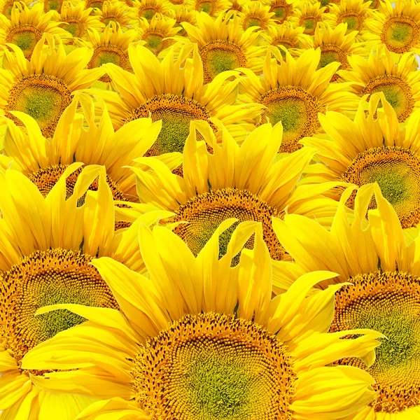 Girasol — Foto de Stock