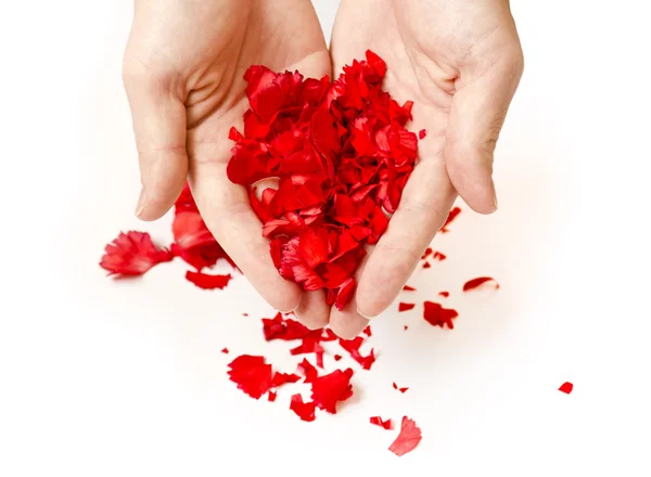 Petals — Stock Photo, Image