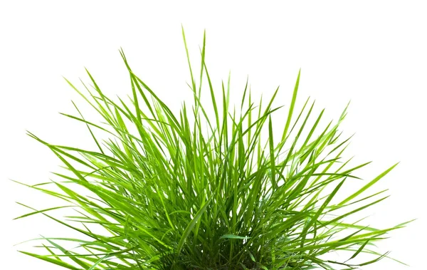 P zielona trawa wiosna świeży — Zdjęcie stockowe