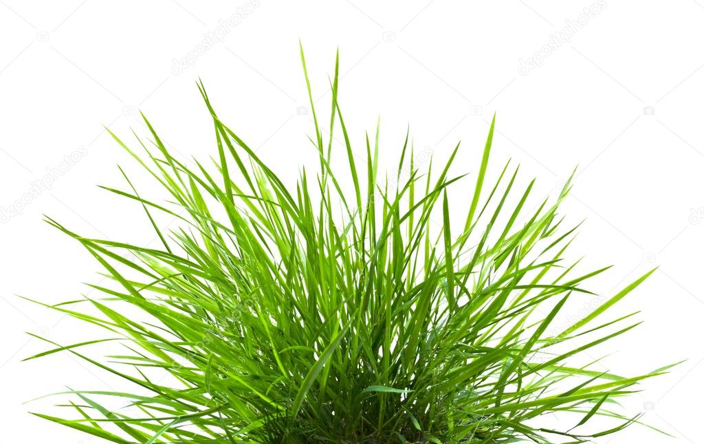 Fresh spring green grass p