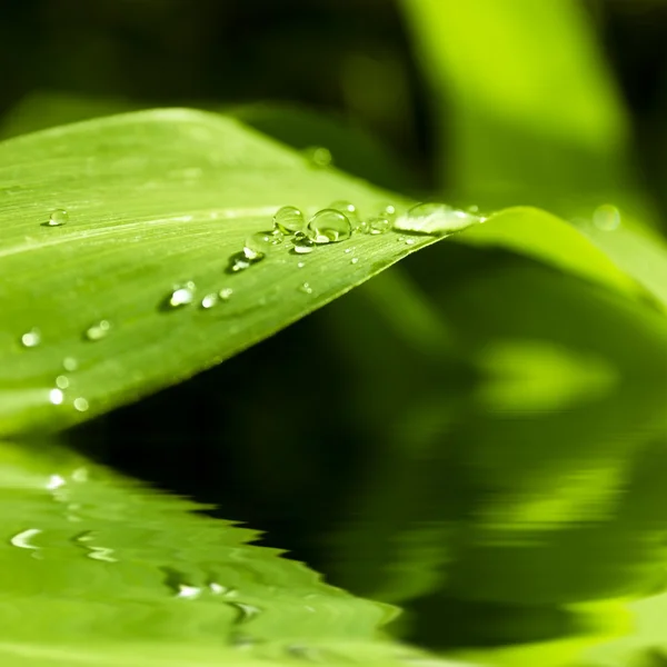 Blad — Stockfoto