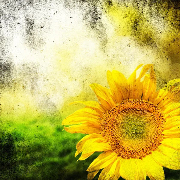 Sunflower — Stock Photo, Image