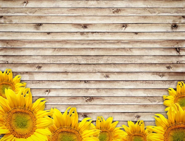 Girasoles — Foto de Stock