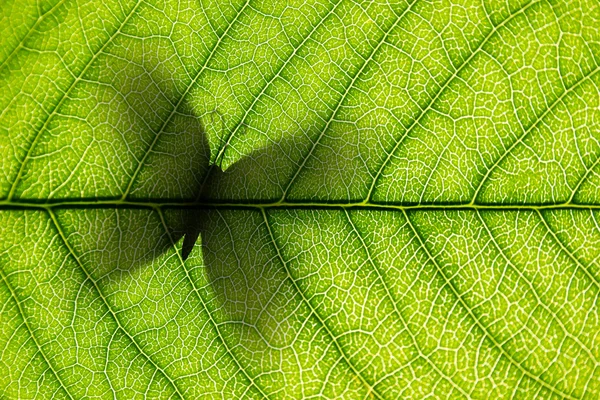 Leaf — Stock Photo, Image