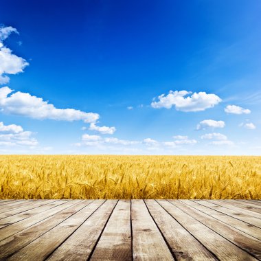 yellow wheat field