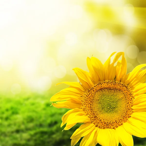 Sunflower — Stock Photo, Image