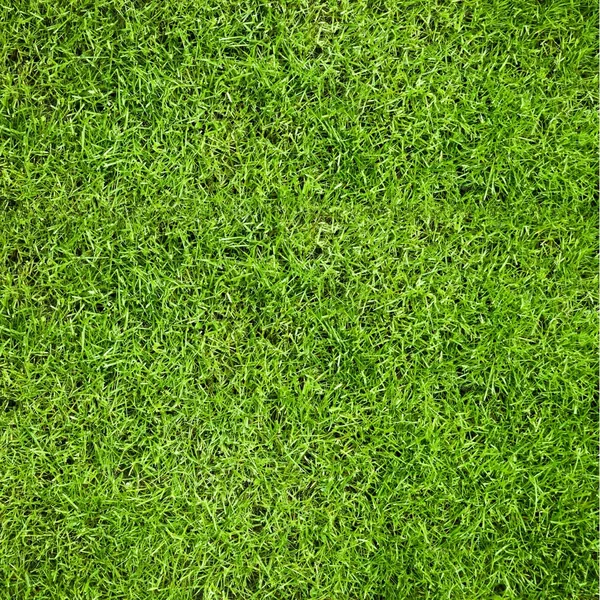 Grass — Stock Photo, Image