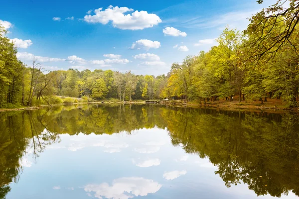 Skog — Stockfoto