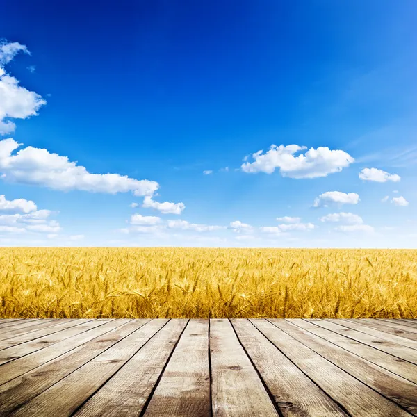 Sarı buğday tarlası