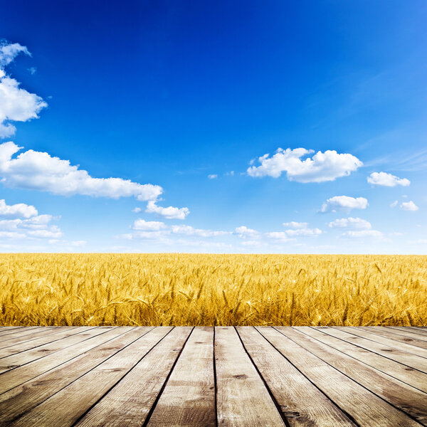 Желтое пшеничное поле