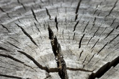 split ağaç gövde arka plan kesit kapatın