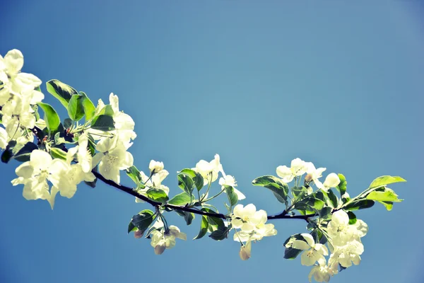 Flor — Fotografia de Stock