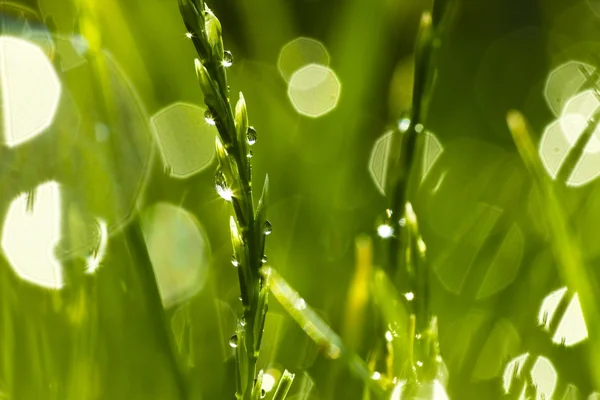 Gräs — Stockfoto