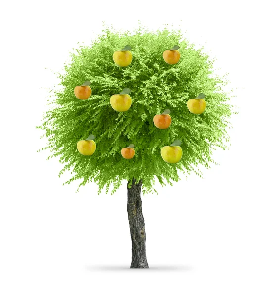 Tree — Stock Photo, Image