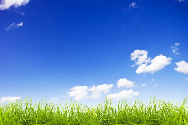 Green grass over a blue sky background Stock Picture