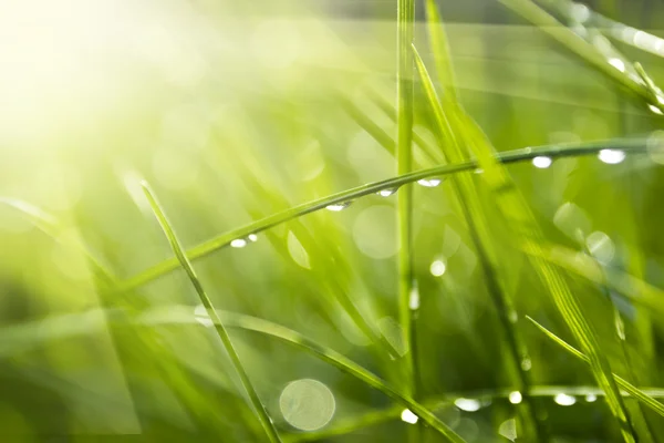 Grass — Stock Photo, Image