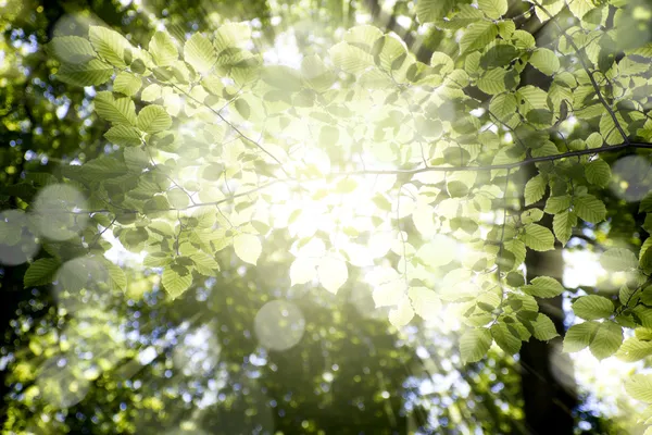 Leaves — Stock Photo, Image