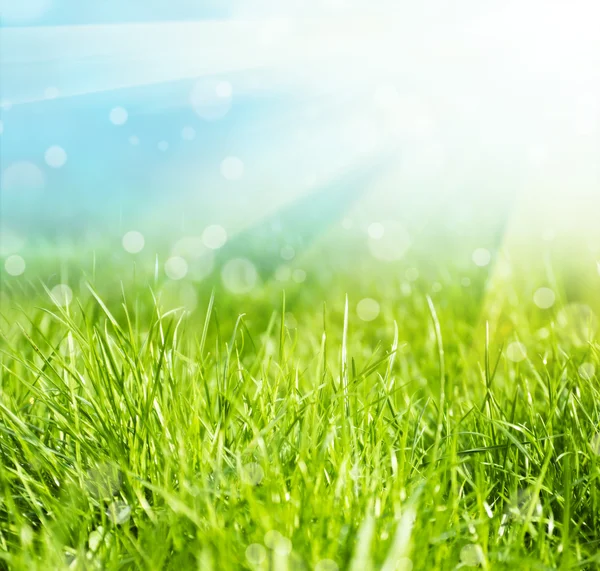 Grass — Stock Photo, Image