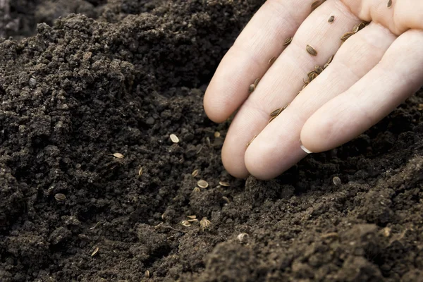 Seeds — Stock Photo, Image