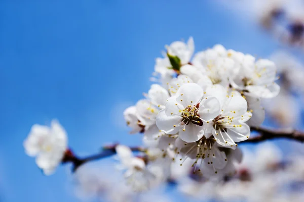 Blüte — Stockfoto