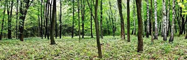 Floresta — Fotografia de Stock