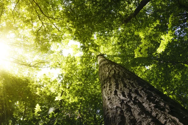 Floresta — Fotografia de Stock