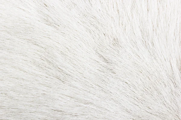 Fur background — Stock Photo, Image