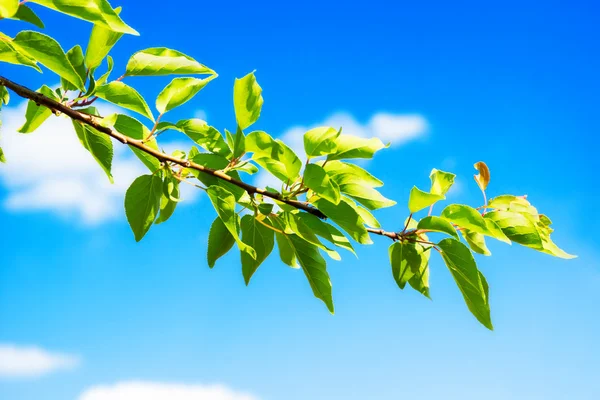 Green branch — Stock Photo, Image