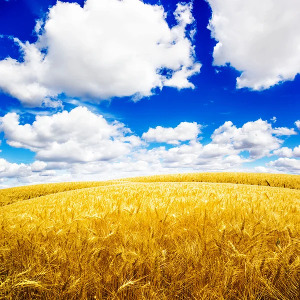 Alan buğday — Stok fotoğraf