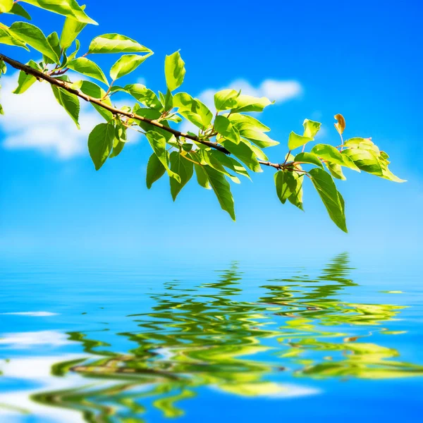 Branch with green leaves with reflecting in water over sky background — Stock Photo, Image