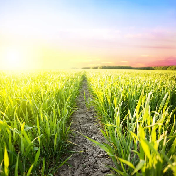 Green field. Close up grass with sunset background — Stock Photo, Image
