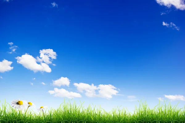 Grama verde e céu azul — Fotografia de Stock