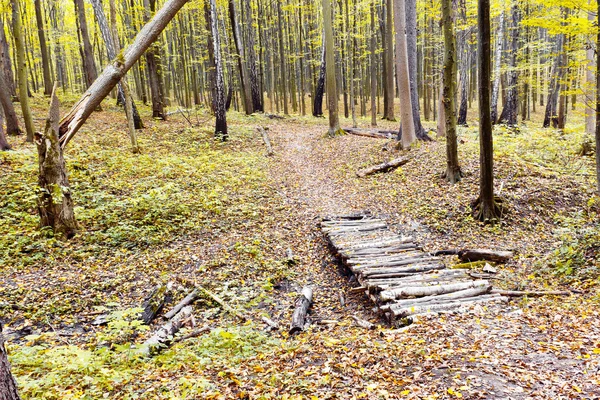 Forest — Stock Photo, Image