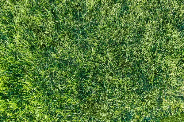 Grass — Stock Photo, Image