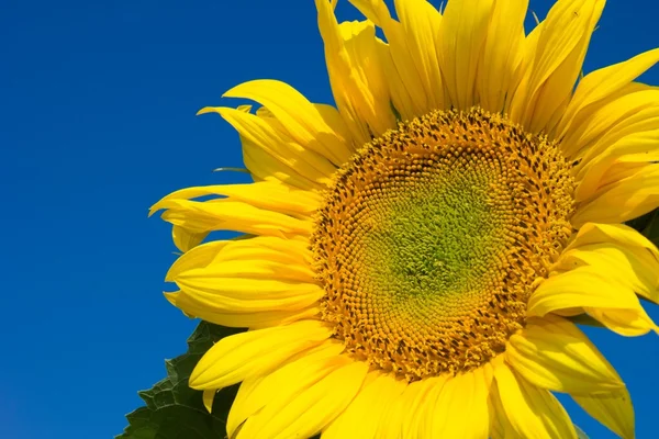 Girasol — Foto de Stock