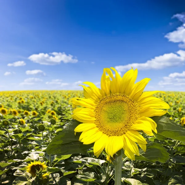 Girasol — Foto de Stock