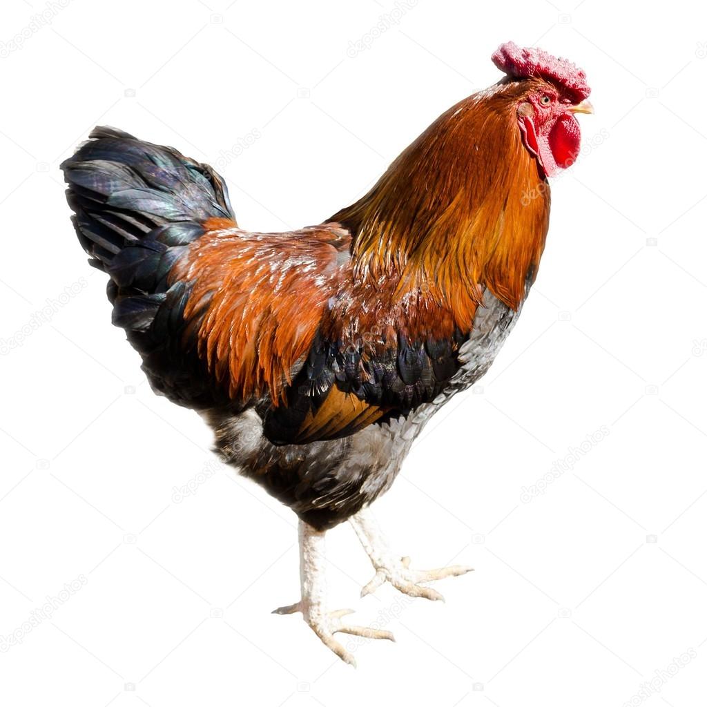 Rooster isolated on white background — Stock Photo © robertsrob #34738077