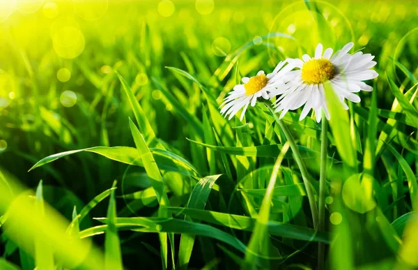 Grass — Stock Photo, Image