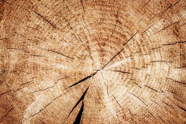 kahverengi split ağaç gövde arka plan kesit