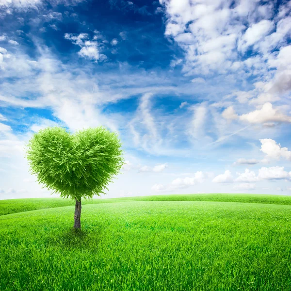 Campo verde con albero a forma di cuore sotto il cielo blu — Foto Stock