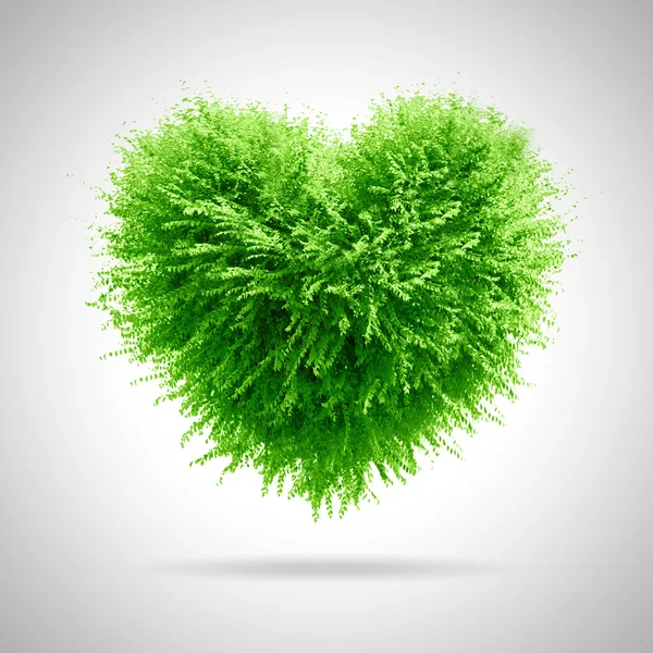 Valentine tree, love concept, heart shape leaves — Stock Photo, Image